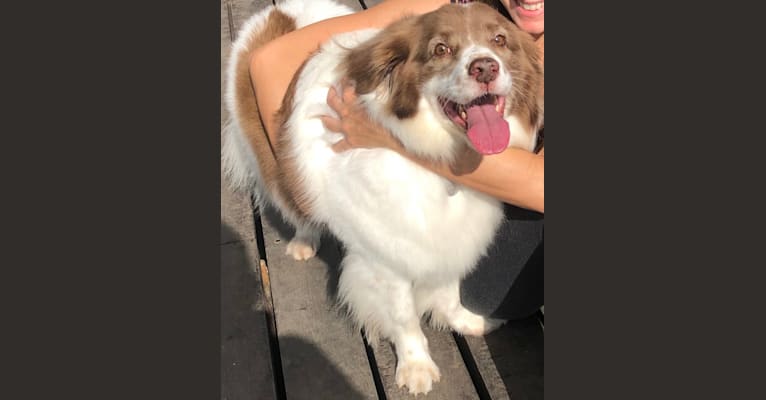 Dudu, an American Village Dog tested with EmbarkVet.com