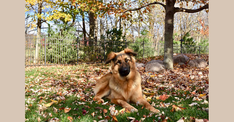 Photo of Moose, a German Shepherd Dog and Black Russian Terrier mix in Indiana, USA