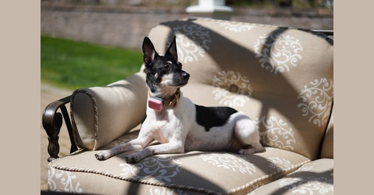 Claire, a Rat Terrier and Chihuahua mix tested with EmbarkVet.com