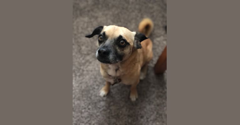 Buster, a Chihuahua and Pug mix tested with EmbarkVet.com