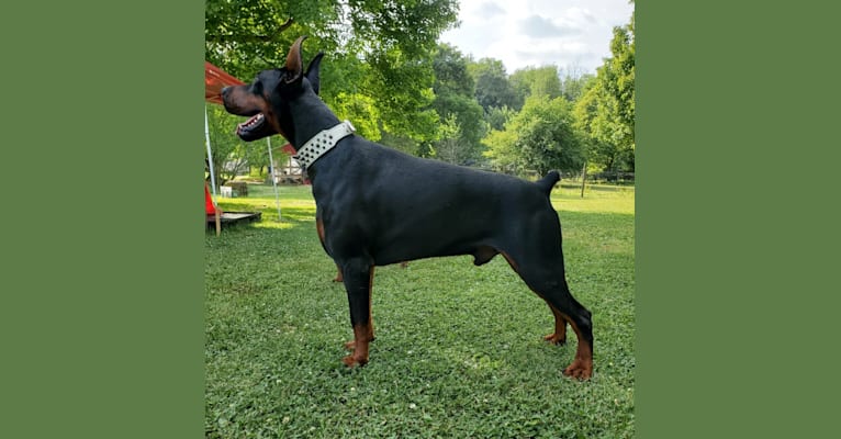 von schwarz european doberman kennel