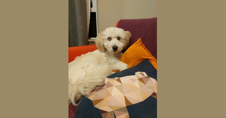 Misha, a Central Asian Village Dog tested with EmbarkVet.com