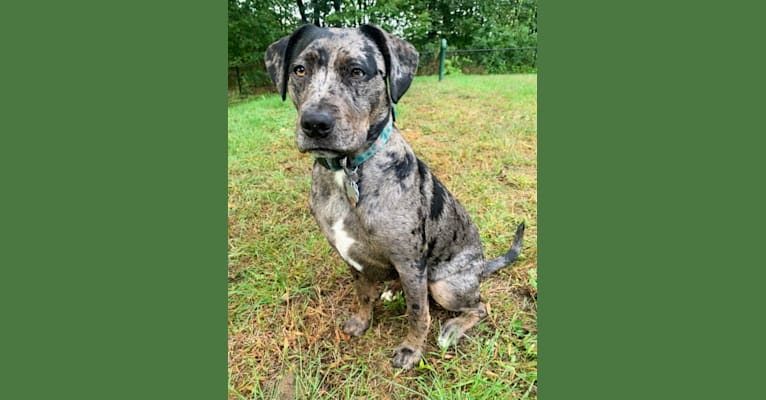 Photo of Prue, an American Pit Bull Terrier, Boxer, Catahoula Leopard Dog, Labrador Retriever, and Mixed mix in Louisiana, USA