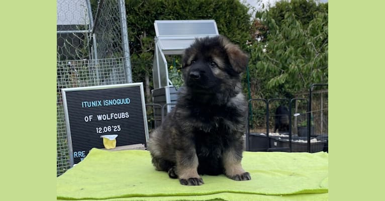 Nix, a German Shepherd Dog tested with EmbarkVet.com