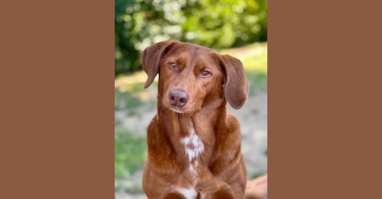 Photo of Scarlett, a Redbone Coonhound, Labrador Retriever, and Australian Cattle Dog mix in Little Rock, Arkansas, USA