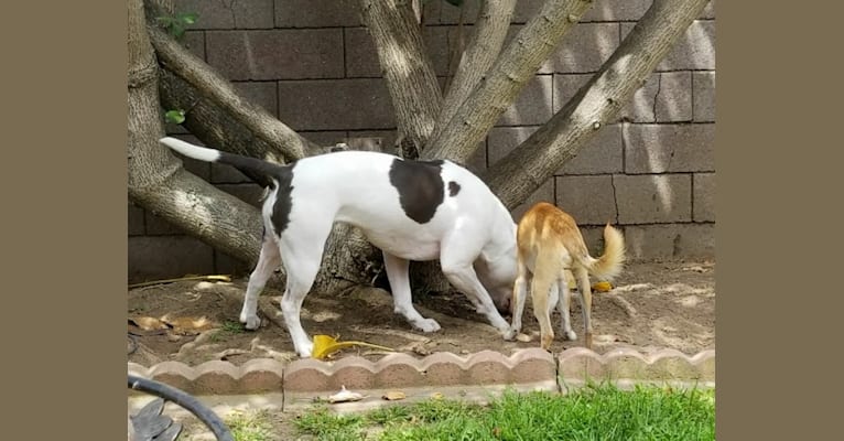 Photo of Luna, an American Pit Bull Terrier, American Staffordshire Terrier, and German Shepherd Dog mix in California, USA