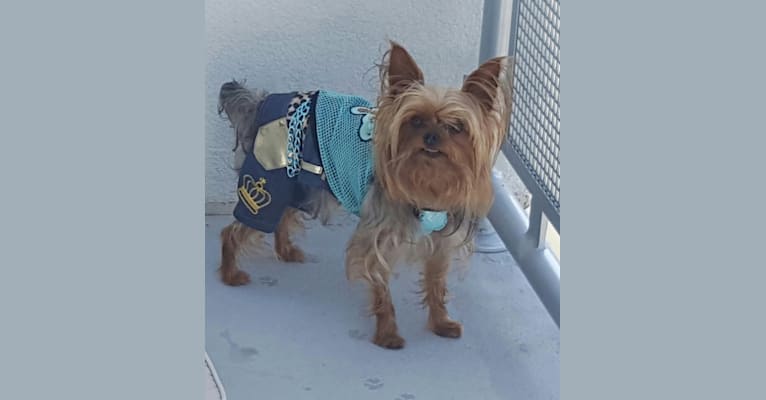 bandit, a Yorkshire Terrier tested with EmbarkVet.com
