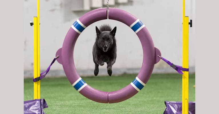 raven river agility
