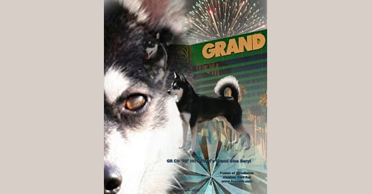 GRCH 'PR' HOT FOXX's Grand Blue Beryl  "Bear", an Alaskan Klee Kai tested with EmbarkVet.com