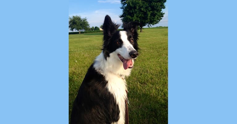 Rooney, a Border Collie and Collie mix tested with EmbarkVet.com