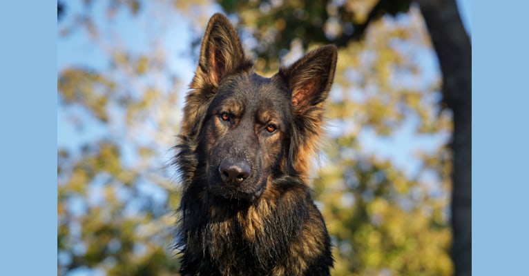 Embark Dog Dna Test Breed