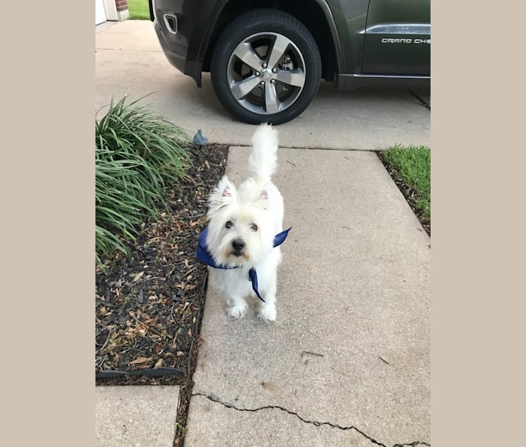Weston, a West Highland White Terrier tested with EmbarkVet.com