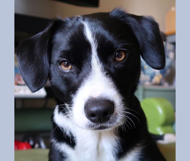 border collie pinscher mix