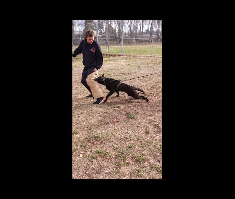 Reaper, a Belgian Shepherd tested with EmbarkVet.com