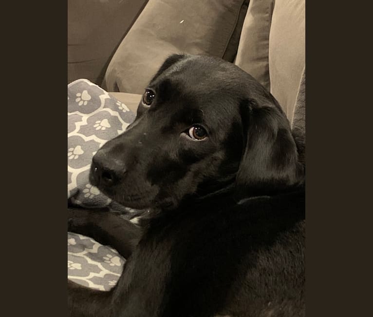 Embark Dog DNA Test Breed