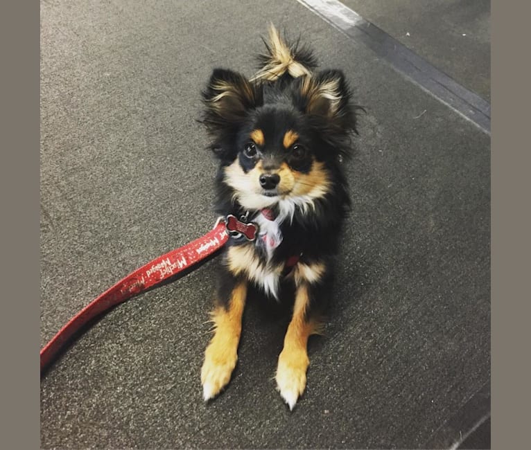 Pomeranian mini pinscher mix sales