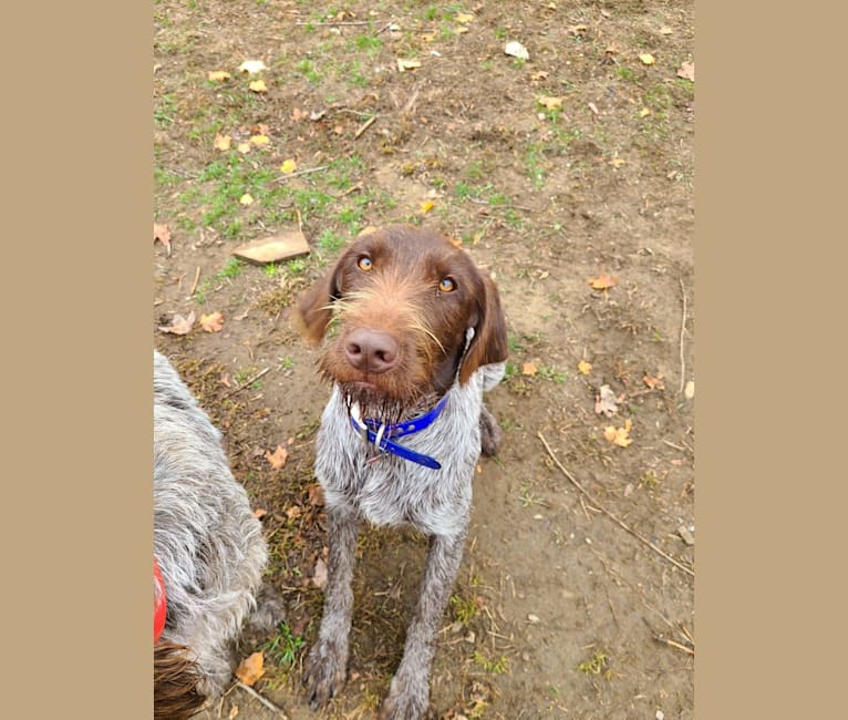 Scout, a Wirehaired Pointing Griffon tested with EmbarkVet.com