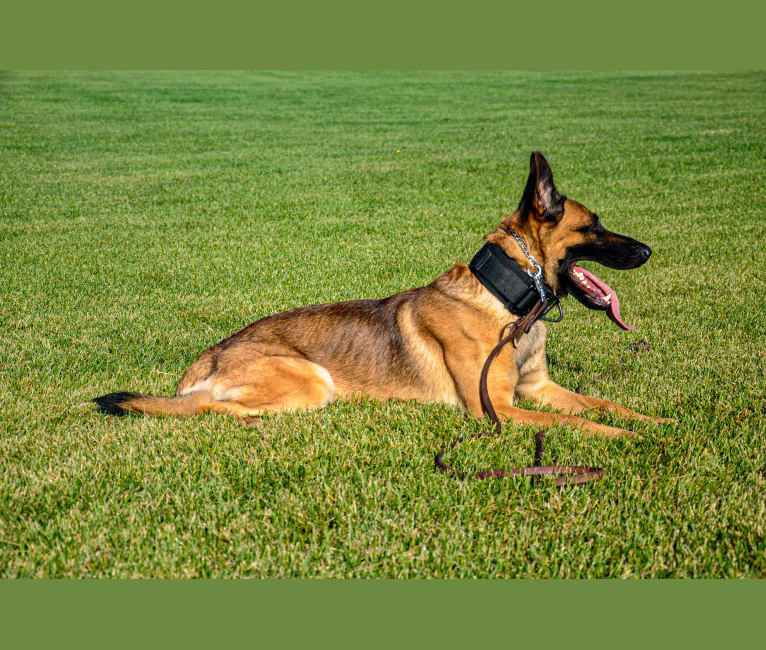 Embark Dog Dna Test Breed