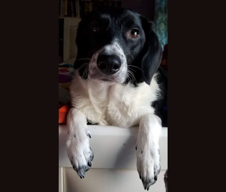 Sadie, a Beagle and Border Collie mix tested with EmbarkVet.com
