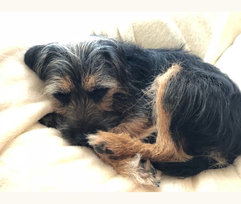 Embark Dog DNA Test Breed