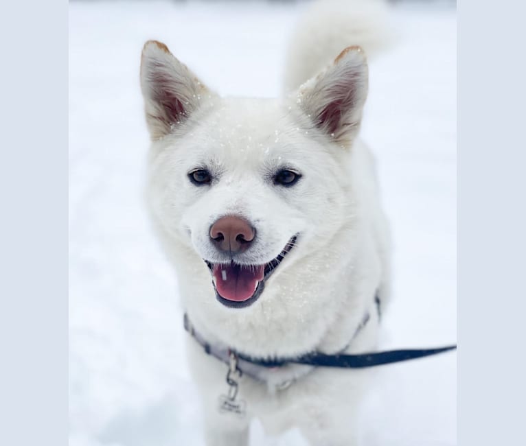 Pearl, a Japanese or Korean Village Dog and Jindo mix tested with EmbarkVet.com