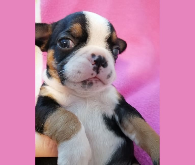 Boston terrier genetic testing outlet