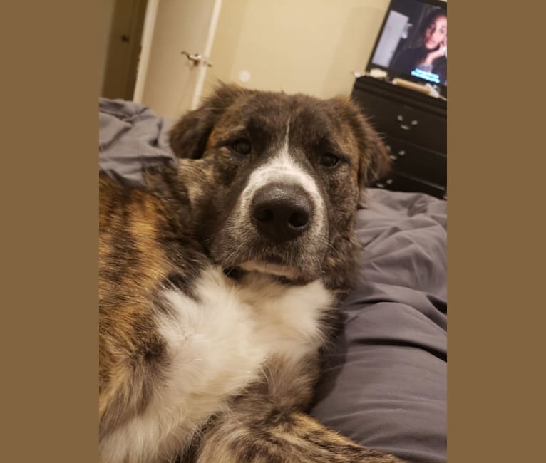 Photo of Ziggy, an American Pit Bull Terrier, Great Pyrenees, American Staffordshire Terrier, German Shepherd Dog, and Mixed mix in San Diego, California, USA