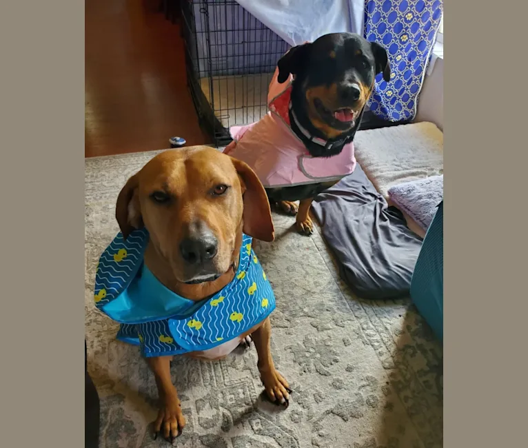 Gus, a Redbone Coonhound and American Pit Bull Terrier mix tested with EmbarkVet.com