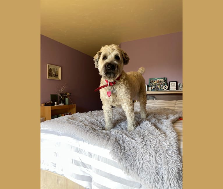 Photo of Ruby, a Soft Coated Wheaten Terrier  in Missouri, USA