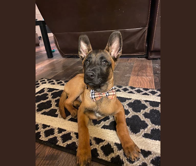 Max malinois cheap