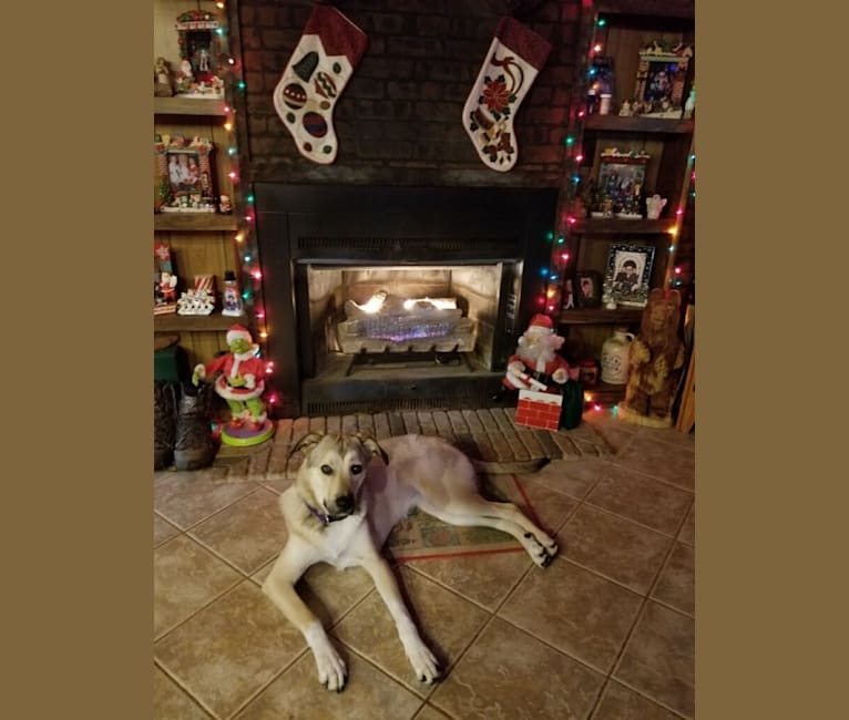 Photo of Maisey, a Great Pyrenees, Labrador Retriever, and American Pit Bull Terrier mix in Williamston, South Carolina, USA