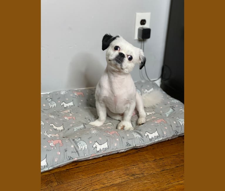 Photo of Tyson, a Lhasa Apso, Shih Tzu, and Mixed mix in Elizabeth, New Jersey, USA