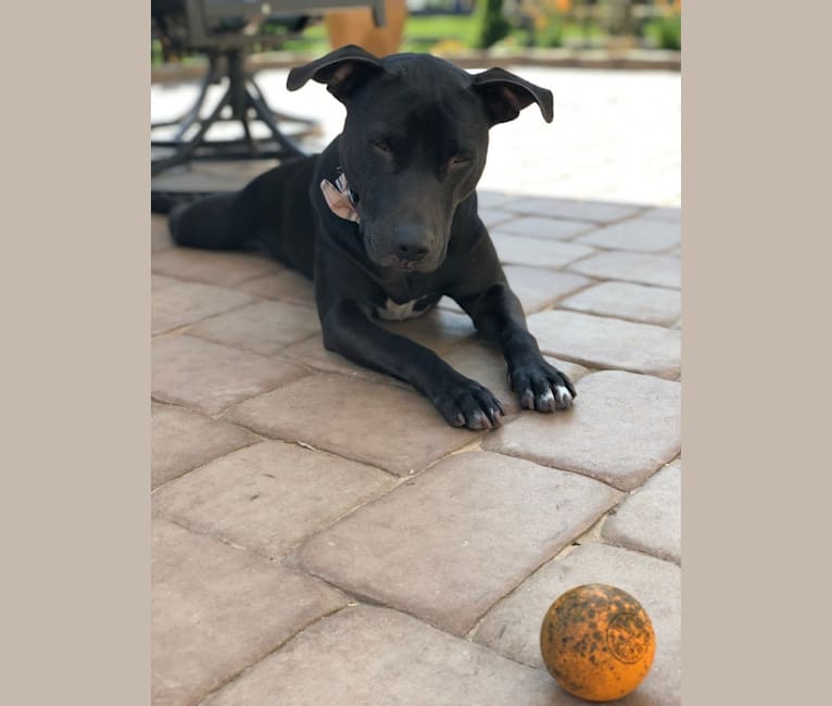Ollie, an American Pit Bull Terrier tested with EmbarkVet.com