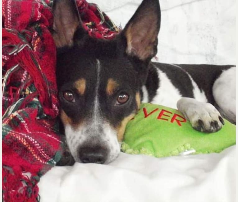Manny, a Chihuahua and Russell-type Terrier mix tested with EmbarkVet.com