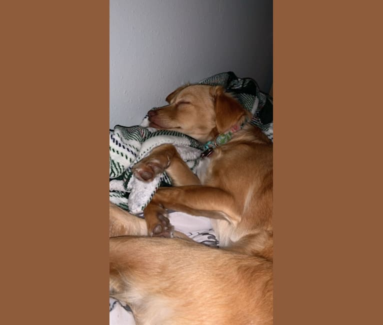 Kaia, a Chihuahua and Labrador Retriever mix tested with EmbarkVet.com