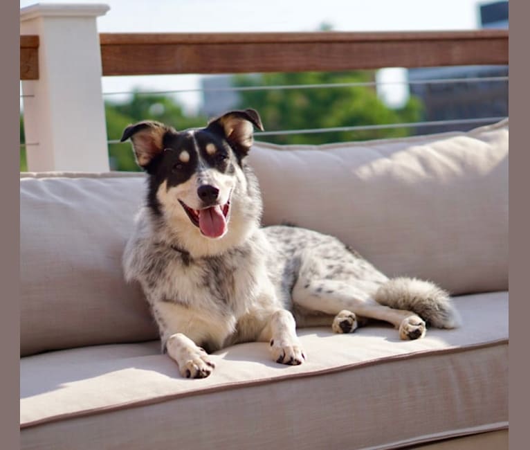 Austin, a Great Pyrenees and Australian Cattle Dog mix tested with EmbarkVet.com