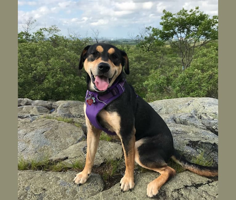 Kita, a Labrador Retriever and American Pit Bull Terrier mix tested with EmbarkVet.com
