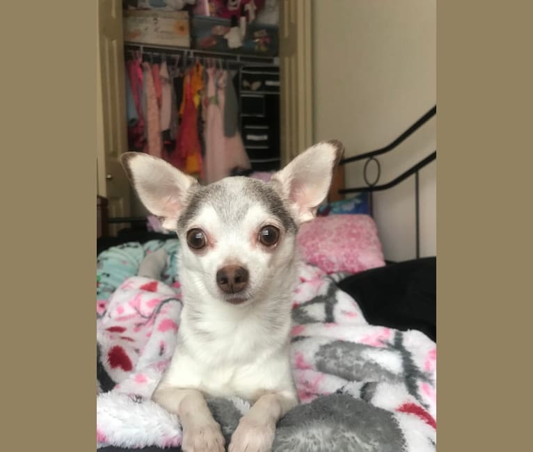 Chihuahua lh mix top