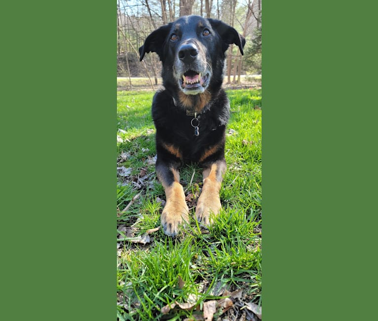Frank, a German Shepherd Dog and Labrador Retriever mix tested with EmbarkVet.com