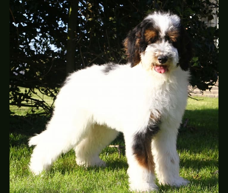 Utah, a Poodle (Standard) tested with EmbarkVet.com