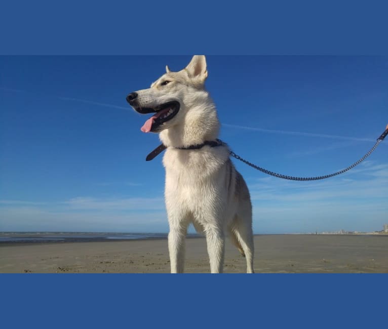 Hati a dog tested with EmbarkVet.com