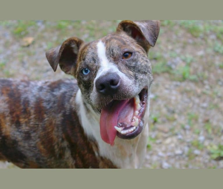 Hammer, a Boston Terrier and Australian Cattle Dog mix tested with EmbarkVet.com