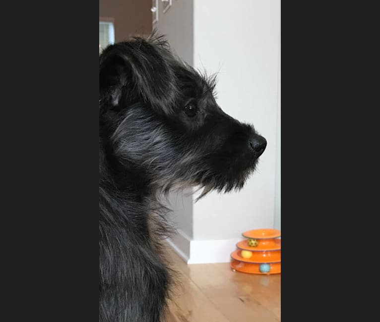 Wizard, a Miniature Schnauzer and Poodle (Small) mix tested with EmbarkVet.com