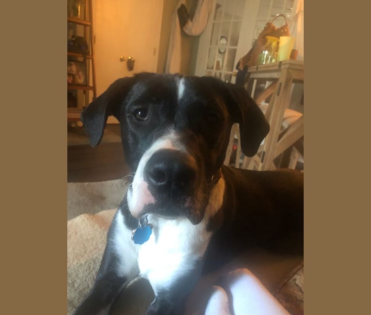 Dutch, an American Pit Bull Terrier and Australian Shepherd mix tested with EmbarkVet.com