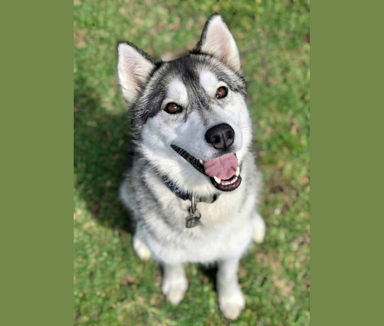 Roxy, a Siberian Husky tested with EmbarkVet.com