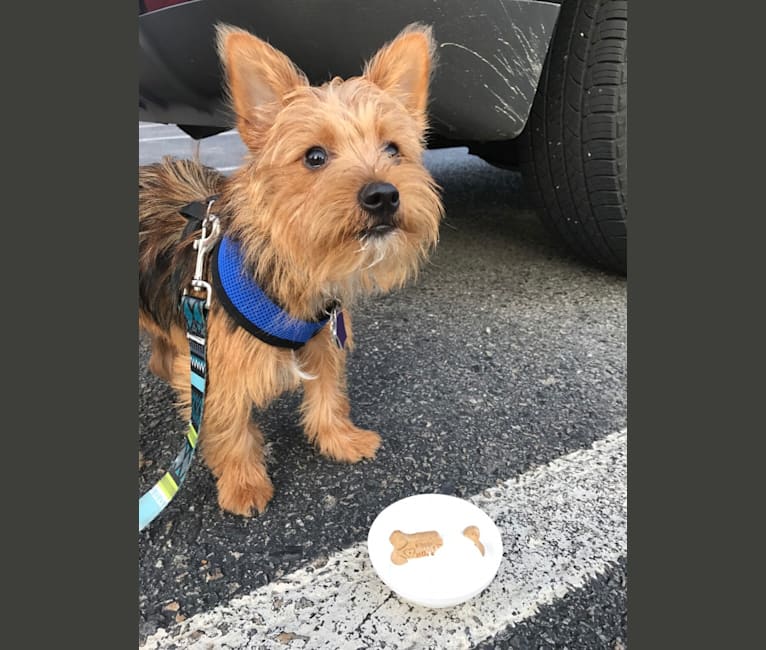 Photo of Scrappy, a Silky Terrier and Pomeranian mix in Portsmouth, Rhode Island, USA