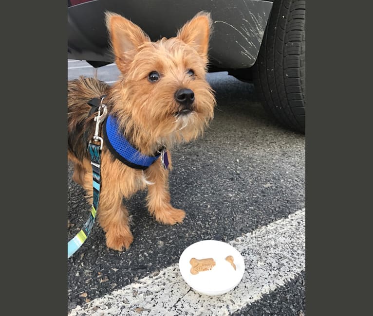 Scrappy, a Silky Terrier and Pomeranian mix tested with EmbarkVet.com