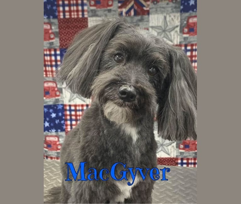 Photo of MacGyver, a Havapoo (18.2% unresolved) in Elmendorf, TX, USA