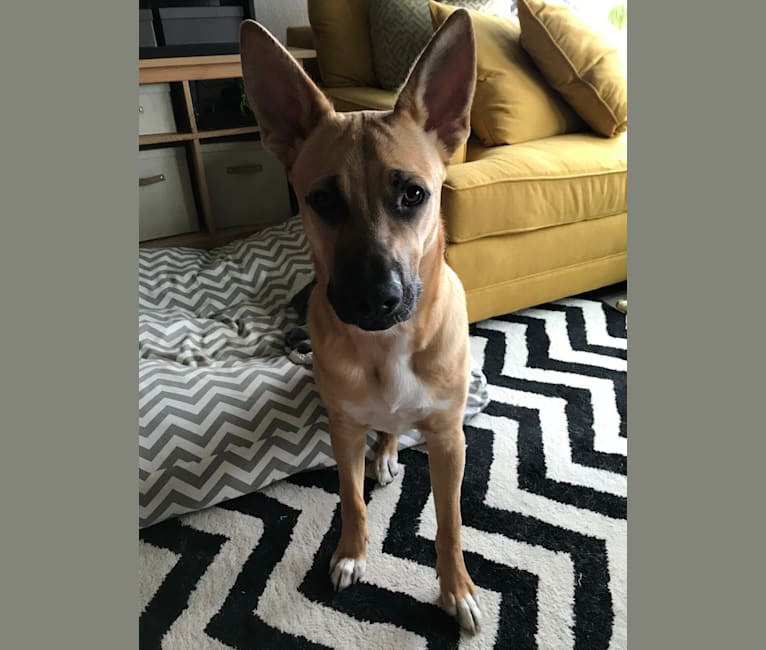 Photo of Kermit, an American Pit Bull Terrier and German Shepherd Dog mix in Texas, USA