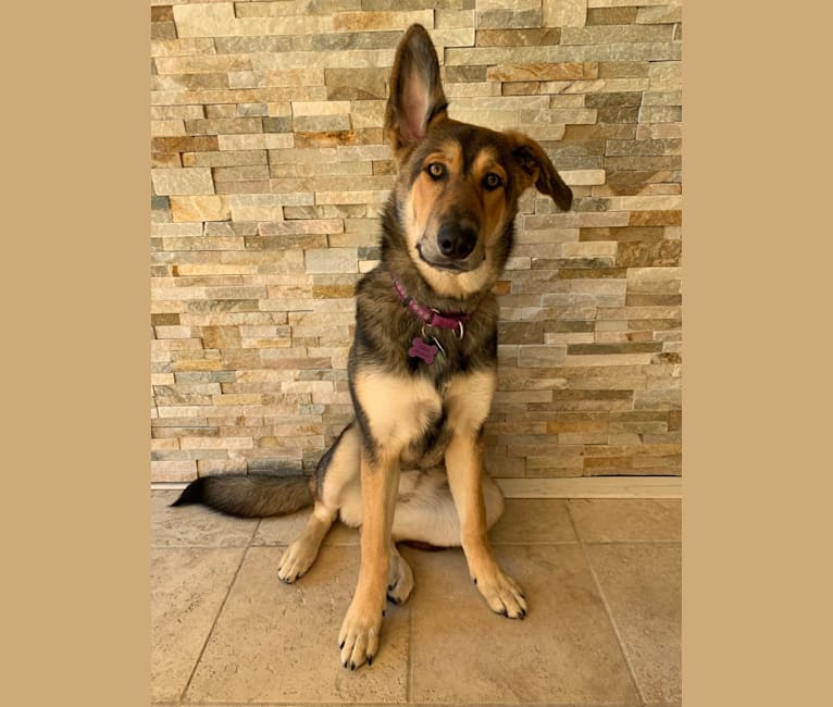 Olive, a German Shepherd Dog and Rottweiler mix tested with EmbarkVet.com